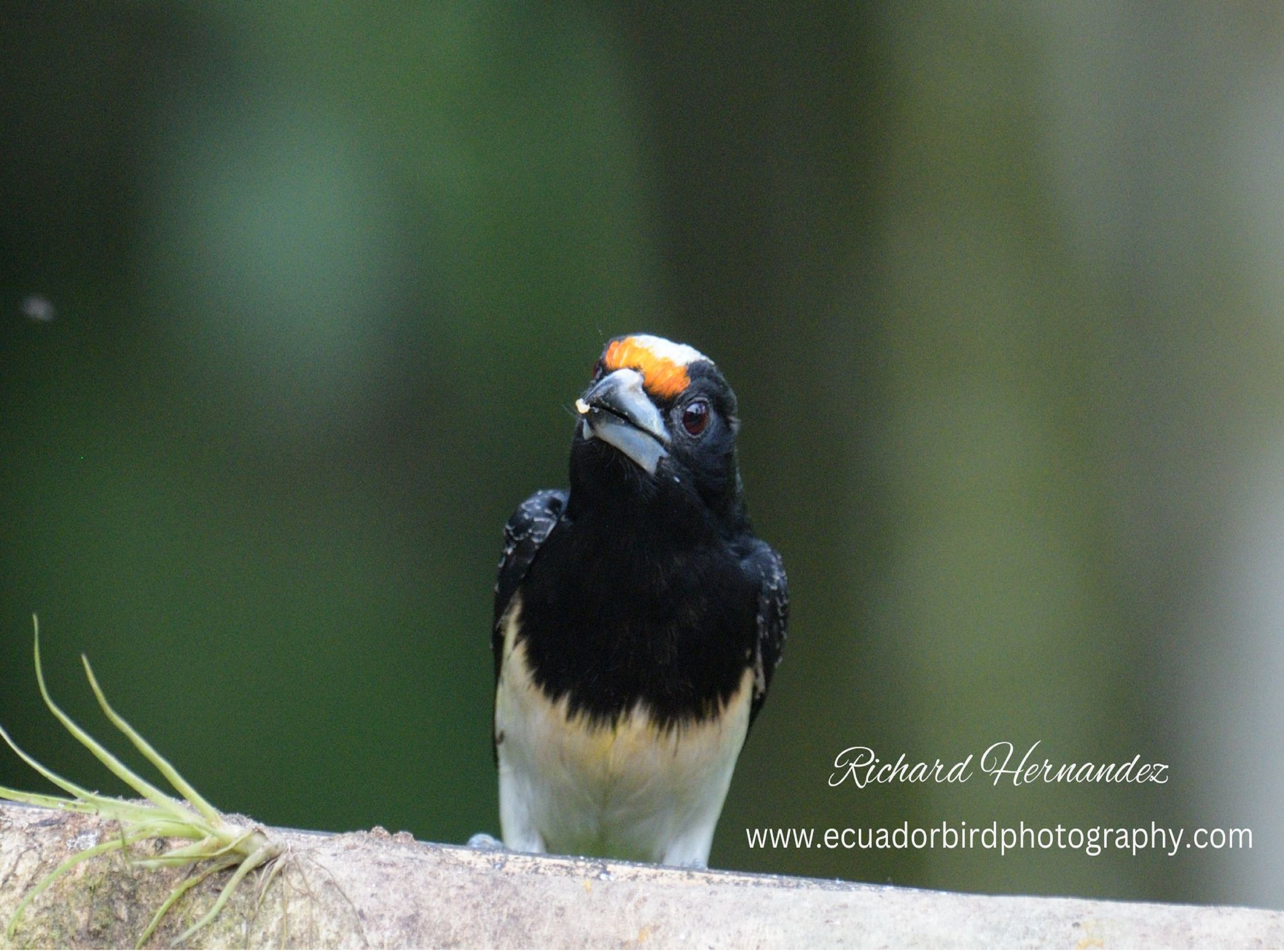 orange fronted barbet mindo